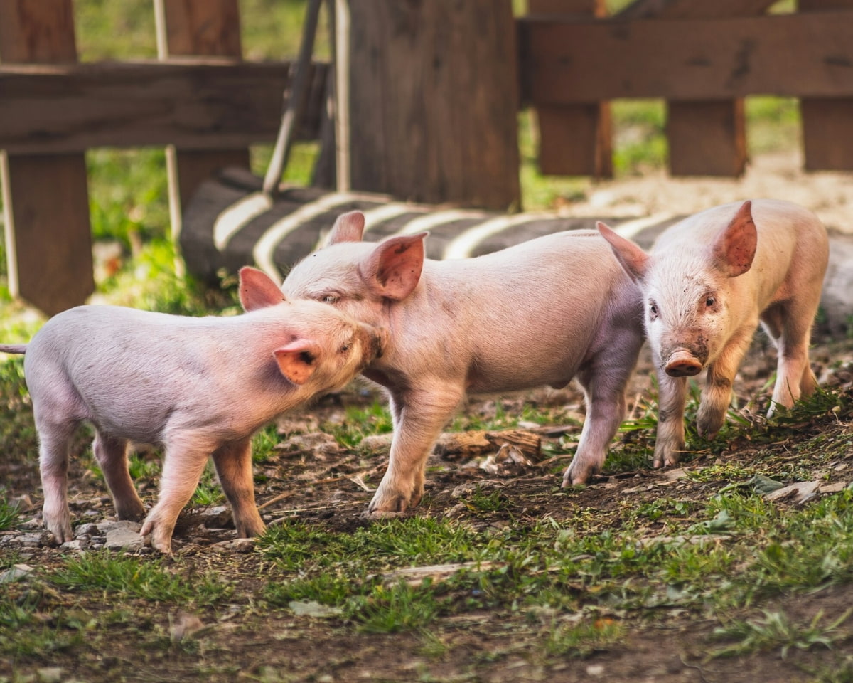Geburt der Schweine