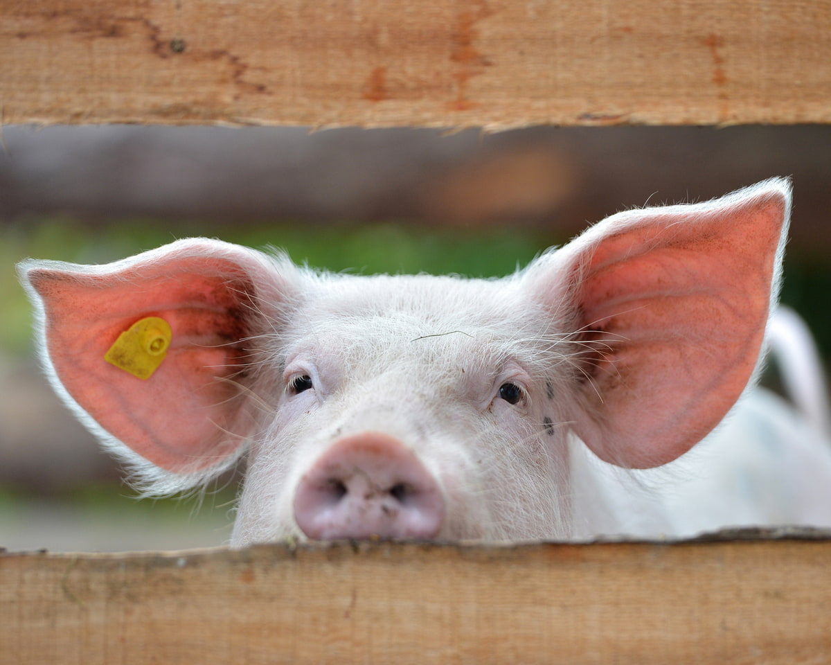 Schwein allein