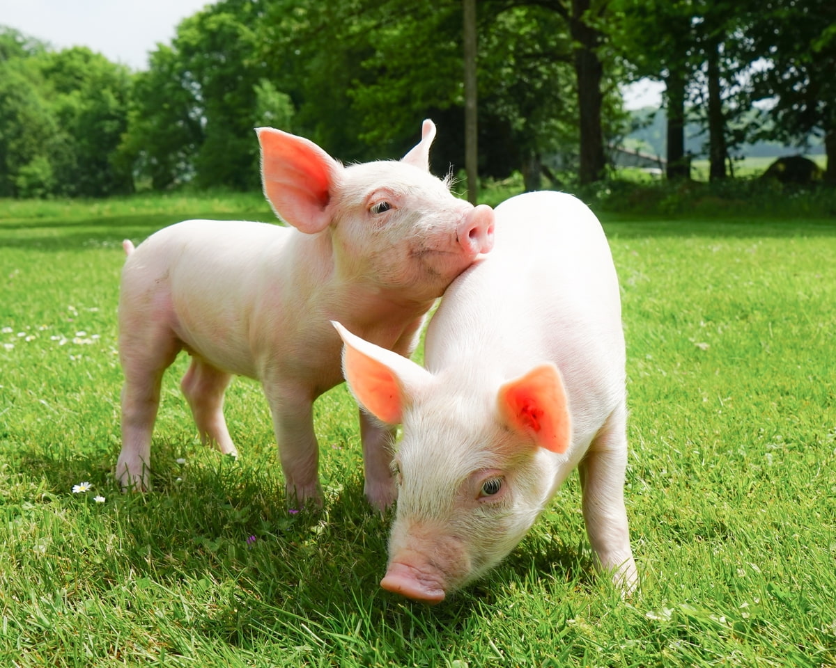 Immunsystem des Schweins