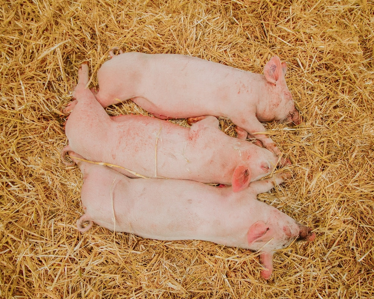 Durchfall in der Schweine­produktion