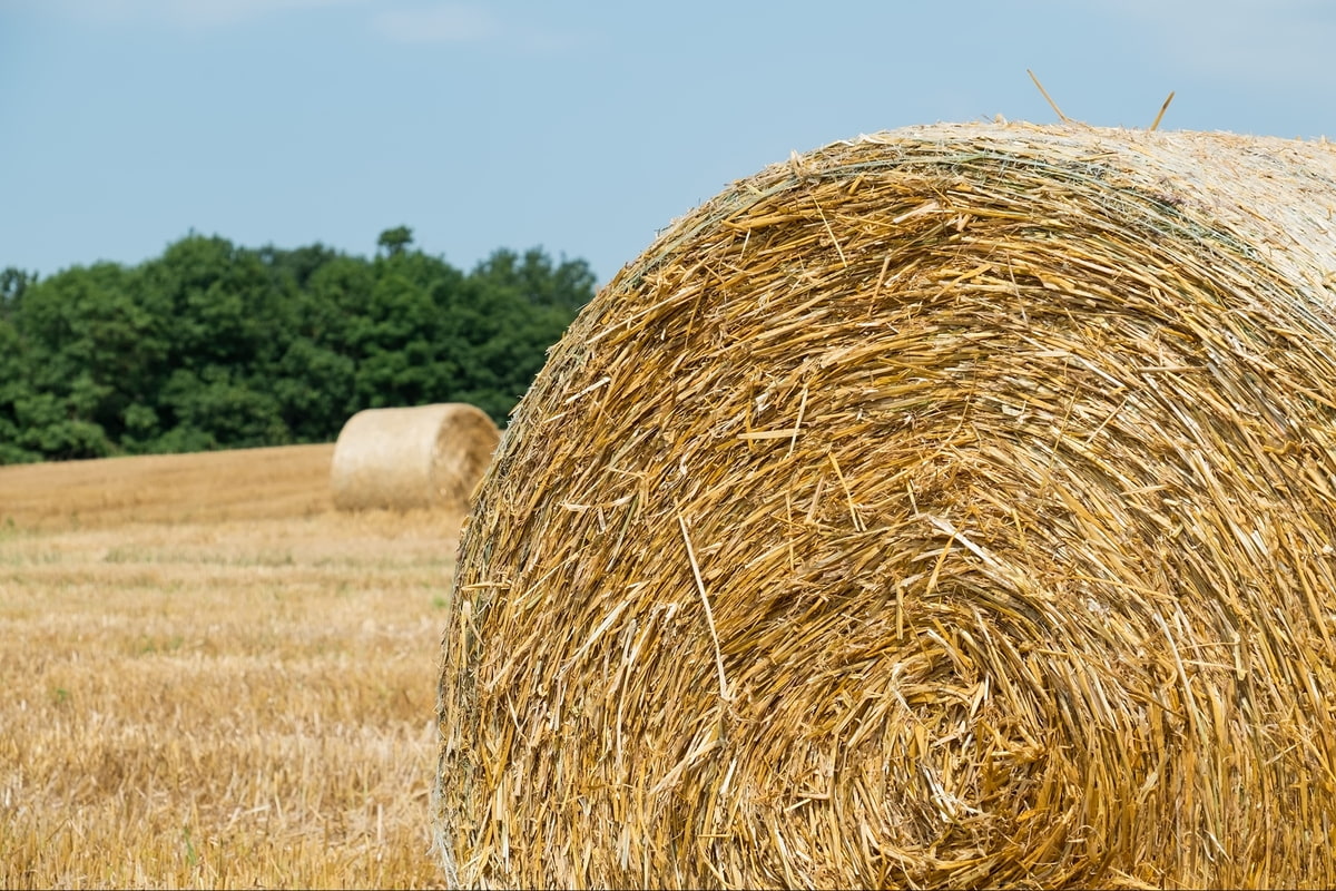 Strohballem auf einem Feld Strohballem auf einem Feld